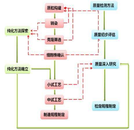 淺談基于cho系統(tǒng)的蛋白產(chǎn)品研發(fā)流程